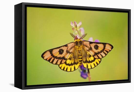 Western Sheep Moth on Lupine Wildflower in Subalpine-null-Framed Stretched Canvas