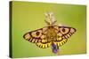 Western Sheep Moth on Lupine Wildflower in Subalpine-null-Stretched Canvas