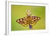 Western Sheep Moth on Lupine Wildflower in Subalpine-null-Framed Photographic Print