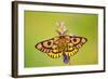 Western Sheep Moth on Lupine Wildflower in Subalpine-null-Framed Photographic Print