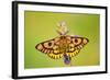 Western Sheep Moth on Lupine Wildflower in Subalpine-null-Framed Photographic Print