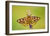 Western Sheep Moth on Lupine Wildflower in Subalpine-null-Framed Photographic Print