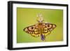 Western Sheep Moth on Lupine Wildflower in Subalpine-null-Framed Photographic Print