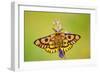 Western Sheep Moth on Lupine Wildflower in Subalpine-null-Framed Photographic Print