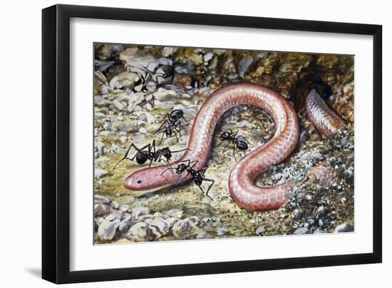 Western Slender Blind Snake or Western Threadsnake (Leptotyphlops Humilis), Leptotyphlopidae-null-Framed Giclee Print