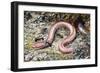 Western Slender Blind Snake or Western Threadsnake (Leptotyphlops Humilis), Leptotyphlopidae-null-Framed Giclee Print