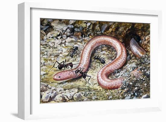 Western Slender Blind Snake or Western Threadsnake (Leptotyphlops Humilis), Leptotyphlopidae-null-Framed Giclee Print