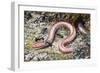 Western Slender Blind Snake or Western Threadsnake (Leptotyphlops Humilis), Leptotyphlopidae-null-Framed Giclee Print