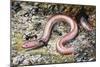 Western Slender Blind Snake or Western Threadsnake (Leptotyphlops Humilis), Leptotyphlopidae-null-Mounted Giclee Print