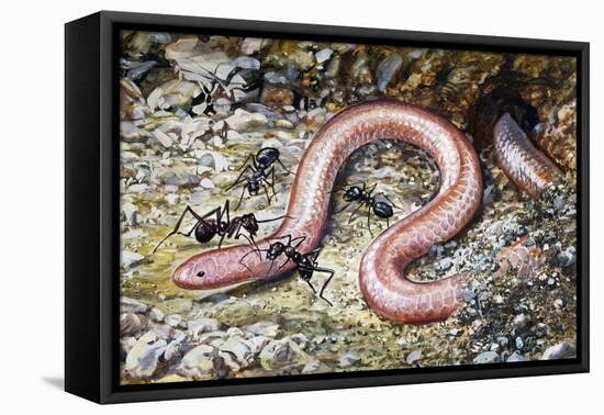 Western Slender Blind Snake or Western Threadsnake (Leptotyphlops Humilis), Leptotyphlopidae-null-Framed Stretched Canvas