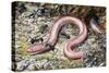 Western Slender Blind Snake or Western Threadsnake (Leptotyphlops Humilis), Leptotyphlopidae-null-Stretched Canvas