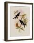 Western Swallow-Tail, Eupetomena Hirundo-John Gould-Framed Giclee Print