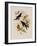 Western Swallow-Tail, Eupetomena Hirundo-John Gould-Framed Giclee Print