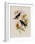 Western Swallow-Tail, Eupetomena Hirundo-John Gould-Framed Giclee Print