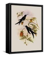 Western Swallow-Tail, Eupetomena Hirundo-John Gould-Framed Stretched Canvas