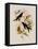 Western Swallow-Tail, Eupetomena Hirundo-John Gould-Framed Stretched Canvas