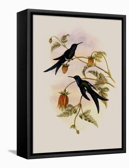 Western Swallow-Tail, Eupetomena Hirundo-John Gould-Framed Stretched Canvas