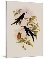 Western Swallow-Tail, Eupetomena Hirundo-John Gould-Stretched Canvas