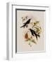 Western Swallow-Tail, Eupetomena Hirundo-John Gould-Framed Premium Giclee Print