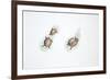 Western Swamp Tortoise (Pseudemydura Umbrina)-null-Framed Giclee Print