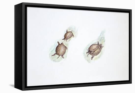 Western Swamp Tortoise (Pseudemydura Umbrina)-null-Framed Stretched Canvas