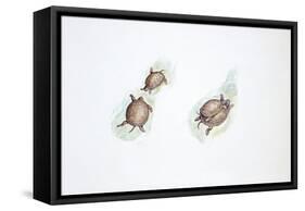 Western Swamp Tortoise (Pseudemydura Umbrina)-null-Framed Stretched Canvas