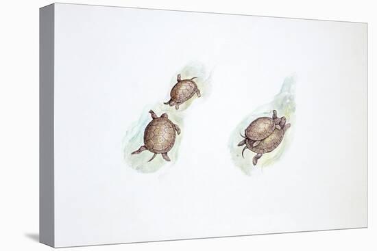 Western Swamp Tortoise (Pseudemydura Umbrina)-null-Stretched Canvas