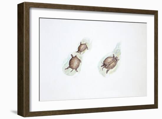 Western Swamp Tortoise (Pseudemydura Umbrina)-null-Framed Giclee Print