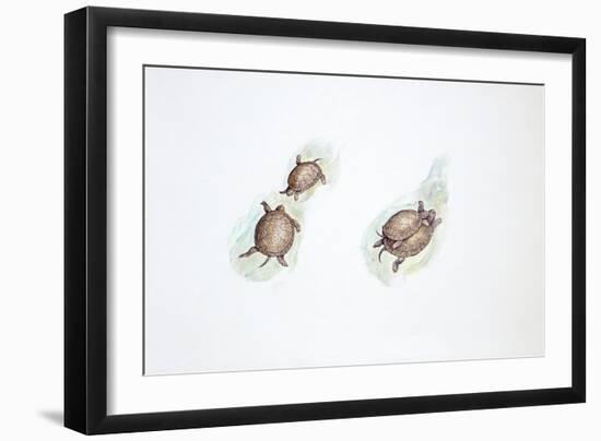 Western Swamp Tortoise (Pseudemydura Umbrina)-null-Framed Giclee Print