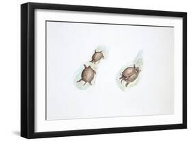 Western Swamp Tortoise (Pseudemydura Umbrina)-null-Framed Giclee Print