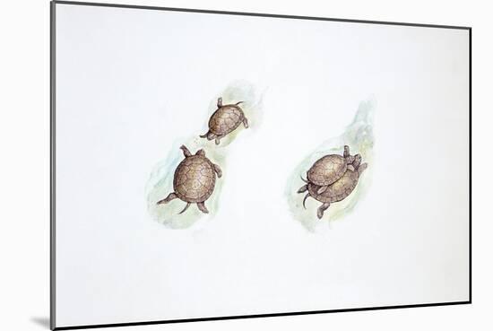 Western Swamp Tortoise (Pseudemydura Umbrina)-null-Mounted Giclee Print