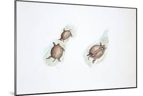 Western Swamp Tortoise (Pseudemydura Umbrina)-null-Mounted Giclee Print