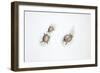 Western Swamp Tortoise (Pseudemydura Umbrina)-null-Framed Premium Giclee Print