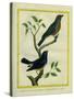 Western Tanager Et Spotted Tanager-Georges-Louis Buffon-Stretched Canvas