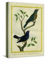 Western Tanager Et Spotted Tanager-Georges-Louis Buffon-Stretched Canvas