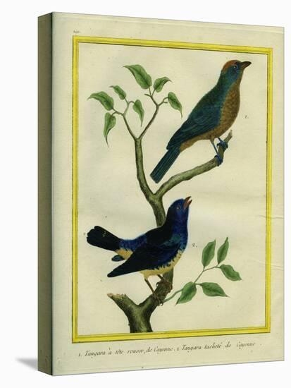 Western Tanager Et Spotted Tanager-Georges-Louis Buffon-Stretched Canvas