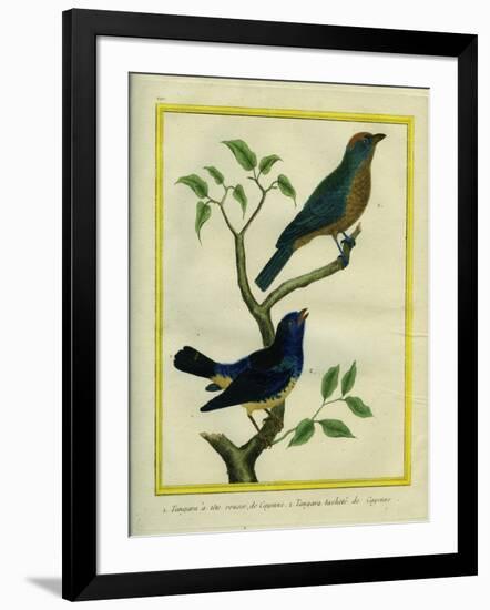 Western Tanager Et Spotted Tanager-Georges-Louis Buffon-Framed Giclee Print