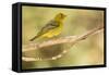 Western Tanager Female-Joe McDonald-Framed Stretched Canvas