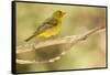 Western Tanager Female-Joe McDonald-Framed Stretched Canvas