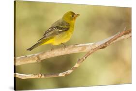 Western Tanager Female-Joe McDonald-Stretched Canvas