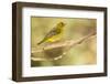 Western Tanager Female-Joe McDonald-Framed Photographic Print