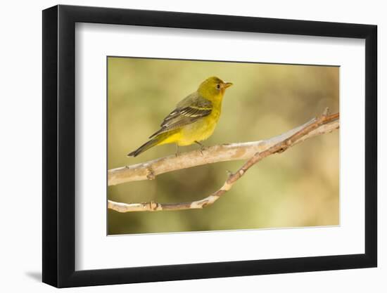 Western Tanager Female-Joe McDonald-Framed Photographic Print