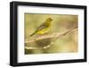 Western Tanager Female-Joe McDonald-Framed Photographic Print