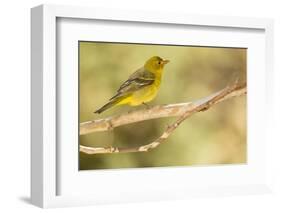 Western Tanager Female-Joe McDonald-Framed Photographic Print