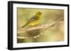 Western Tanager Female-Joe McDonald-Framed Photographic Print