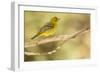 Western Tanager Female-Joe McDonald-Framed Photographic Print