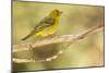 Western Tanager Female-Joe McDonald-Mounted Photographic Print