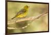 Western Tanager Female-Joe McDonald-Framed Photographic Print