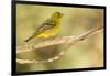 Western Tanager Female-Joe McDonald-Framed Photographic Print