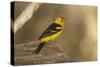 Western Tanager Male-Joe McDonald-Stretched Canvas